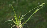 Asian shortstem sedge